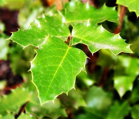 Holly Leaves Photograph by Cathie Tyler - Pixels