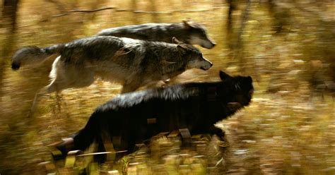 How Wolves Hunt - Living with Wolves