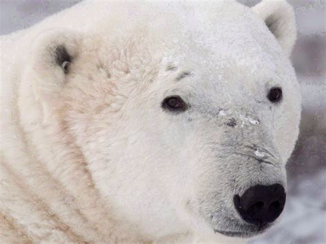 The starving polar bear story was agenda driven - CavalryGroupNewswire.com