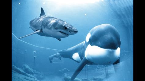 Killer Whale Vs Great White Shark