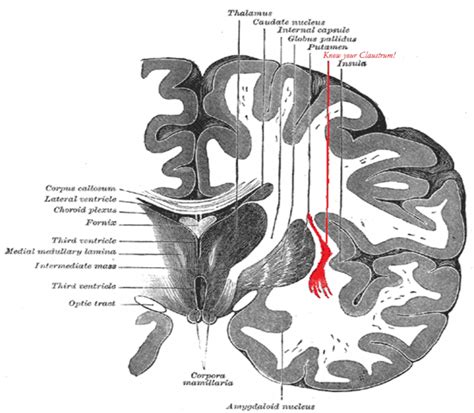 Know Your Claustrum!