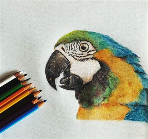 Parrot - Color pencil drawing