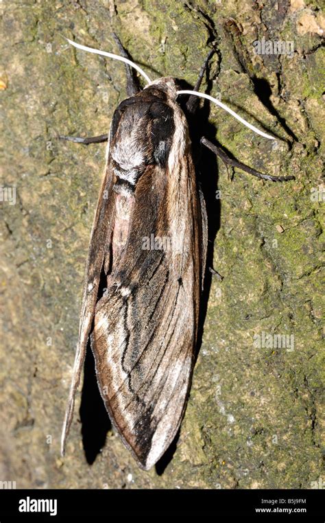 Privet Hawk Moth Stock Photo - Alamy