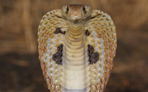 King cobra, snake wallpaper | animals | Wallpaper Better