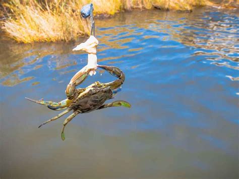 The Best Sheepshead Bait: An Angler’s Guide for 2024