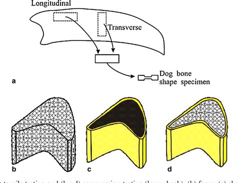 Figure 1 from Structure and mechanical behavior of a toucan beak ...