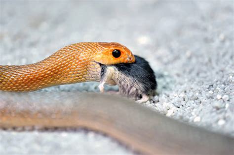 Best Snake Eating Mouse Stock Photos, Pictures & Royalty-Free Images ...