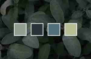 15+ best sage color palette ideas for designers (HEX codes inside ...