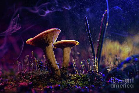 Glowing Mushroom 54 Photograph by Benny Woodoo - Fine Art America