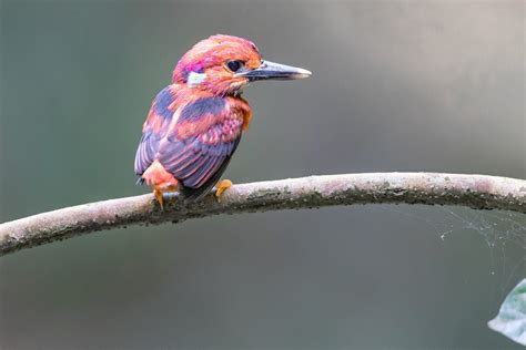 This rare kingfisher will bring some colour to your life - Australian ...