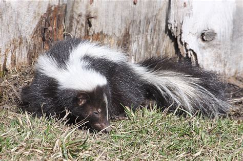 let sleeping skunks lie, or not | Pristine farm experience