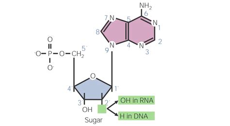 Basic Structure Of Nucleic Acid