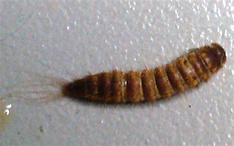 Carpet Beetle Larva - What's That Bug?