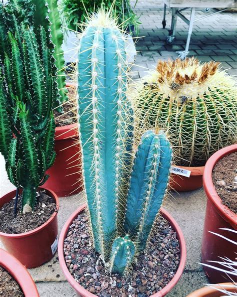 7 Amazing Tips On Blue Cactus Growth, Care , and Pest Control ...