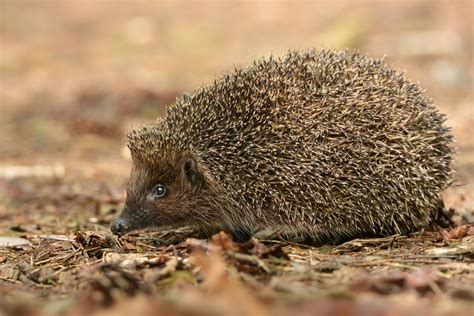 Hedgehog Spines: Everything you Need To Know About Hedgehogs Amazing ...