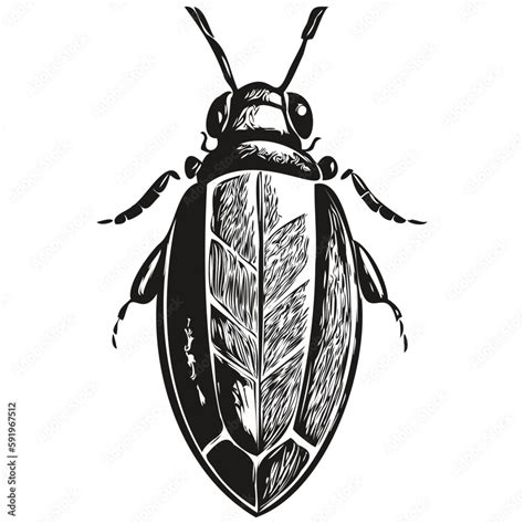 beetle logo, black and white illustration hand drawing beetles Stock ...