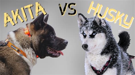 Akitas vs. Huskies | The Best Snow Breed! - The Akita Life