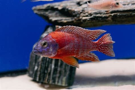 15 Best Peacock Cichlid Tank Mates - FishLab