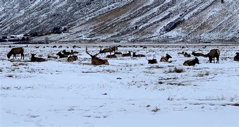 National Elk Refuge - Go Wandering