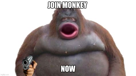 monkey Memes & GIFs - Imgflip