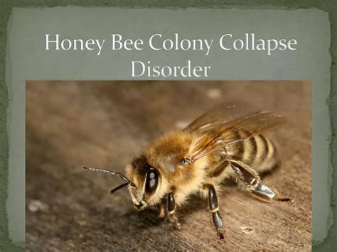 PPT - Honey Bee Colony Collapse Disorder PowerPoint Presentation, free ...