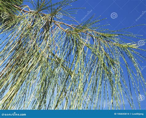 Closeup of Casuarina Trees and Leaves Stock Photo - Image of background ...