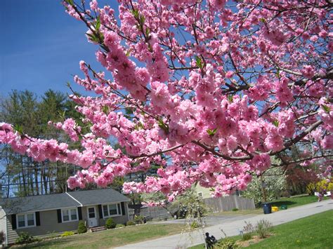 Pink flower peach tree. Beautiful blooms and yummy peaches. You can't ...