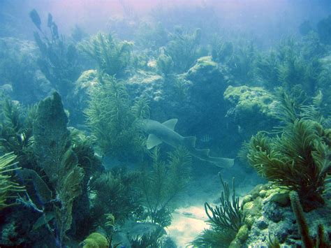 Coral Reefs - Biscayne National Park (U.S. National Park Service)