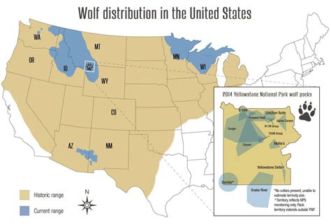 Wolf Advocates Weigh In on Challenges to Colorado Wolf Reintroduction ...