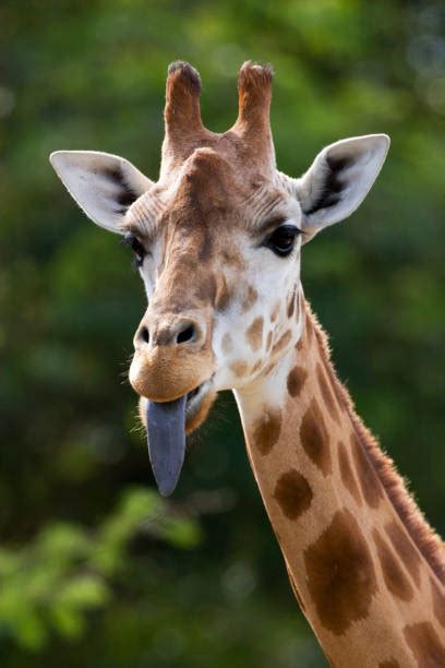 Giraffe Tongue Stock Photos, Pictures & Royalty-Free Images - iStock