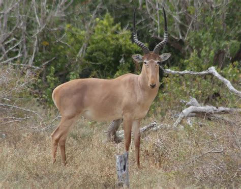 The Hirola is the world's rarest antelope. Here's how it can be saved ...