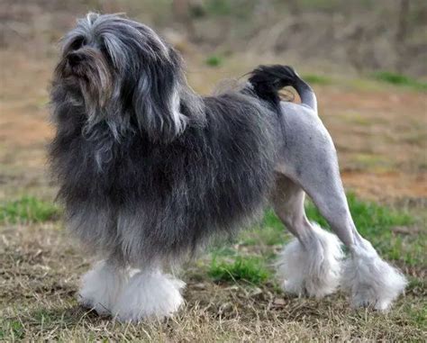 Top 11 Lion Dog Haircut Looking Great and Bad | Glamorous Dogs