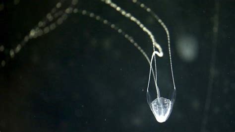 Deadly venomous Irukandji jellyfish stings man near Palm Island ...