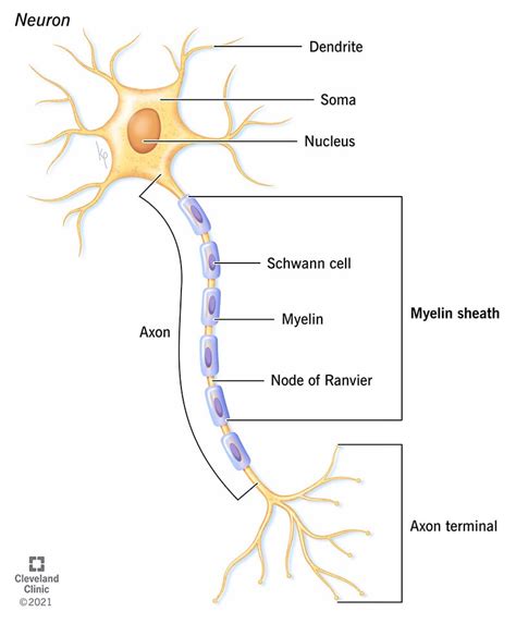 Myelin Sheath: What It Is, Purpose & Function | Flipboard