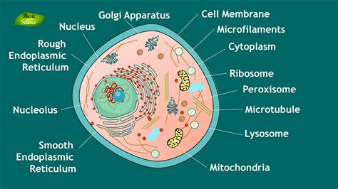 Simple Animal Cell Structure