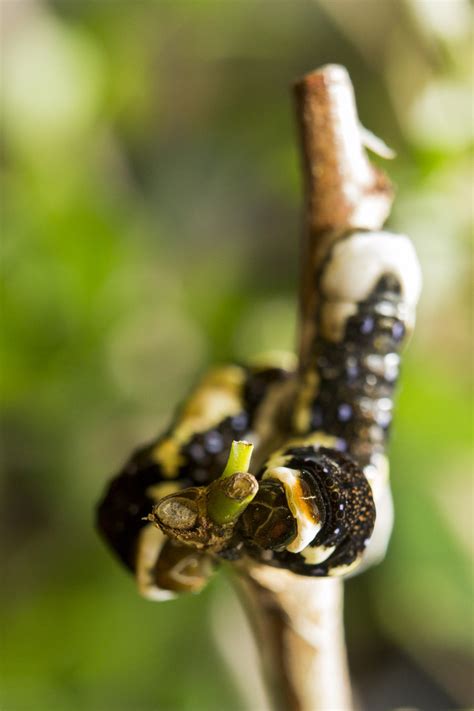 Life cycle of rare Schaus' swallowtail butterflies - CBS News