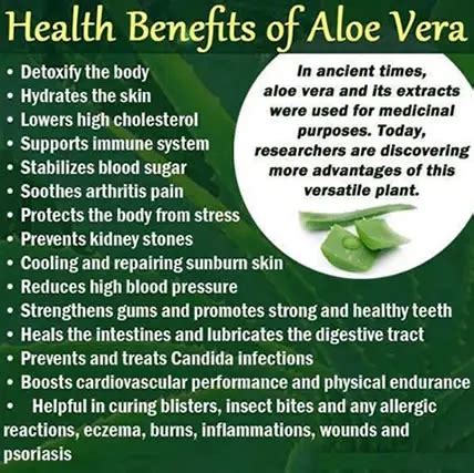 The Benefits of Aloe Vera and How To Make Your Own Moisturizing Spray ...