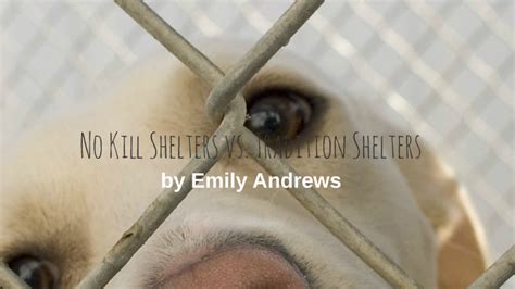 No kill vs. traditional shelters by emily andrews on Prezi