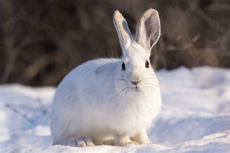 Snowshoe Hare: Agile Mammal with Seasonal Camouflage