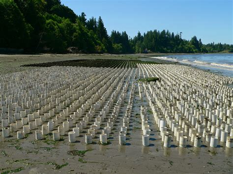 Protect Zangle Cove: Geoduck Farming in Zangle Cove beginning in 2003