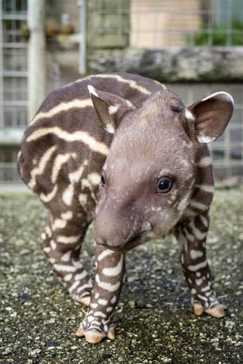 Happy World Tapir Day! Baby Tapir at England