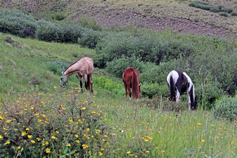 Our Ride on the Colorado Trail | Limitless Treks