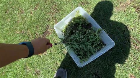 Eliminating Purslane: A Guide for a Weed-Free Lawn - YouTube