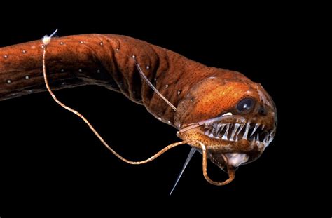 Deep Sea Dragonfish | Unique Deep Sea Creature