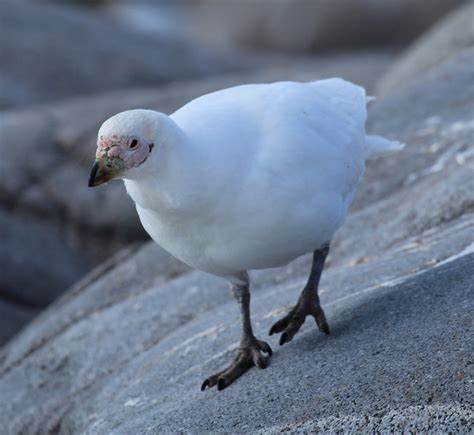 Top 10 Spectacular Birds of Antarctica | HubPages