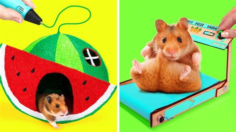 Crazy And Fun DIY Hamster Crafts || Make Your Hamster Squeal With Joy ...