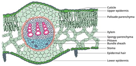 Internal Structure of dicot leaf (Mango Leaf) — lesson. Science State ...