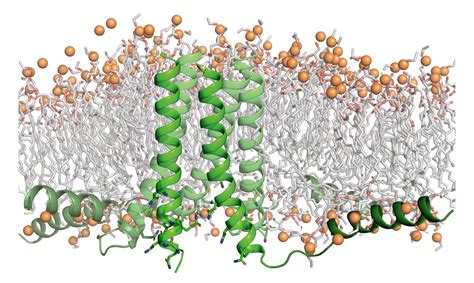 Breakthrough in Membrane-Protein Design Settles Long-Standing Debate