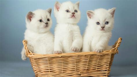 Full HD Wallpapers Of Cute Cats For Dell Laptop - Wallpaper Cave