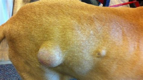 Lipomas And Other Canine Lumps And Bumps Dogs Naturally – Otosection